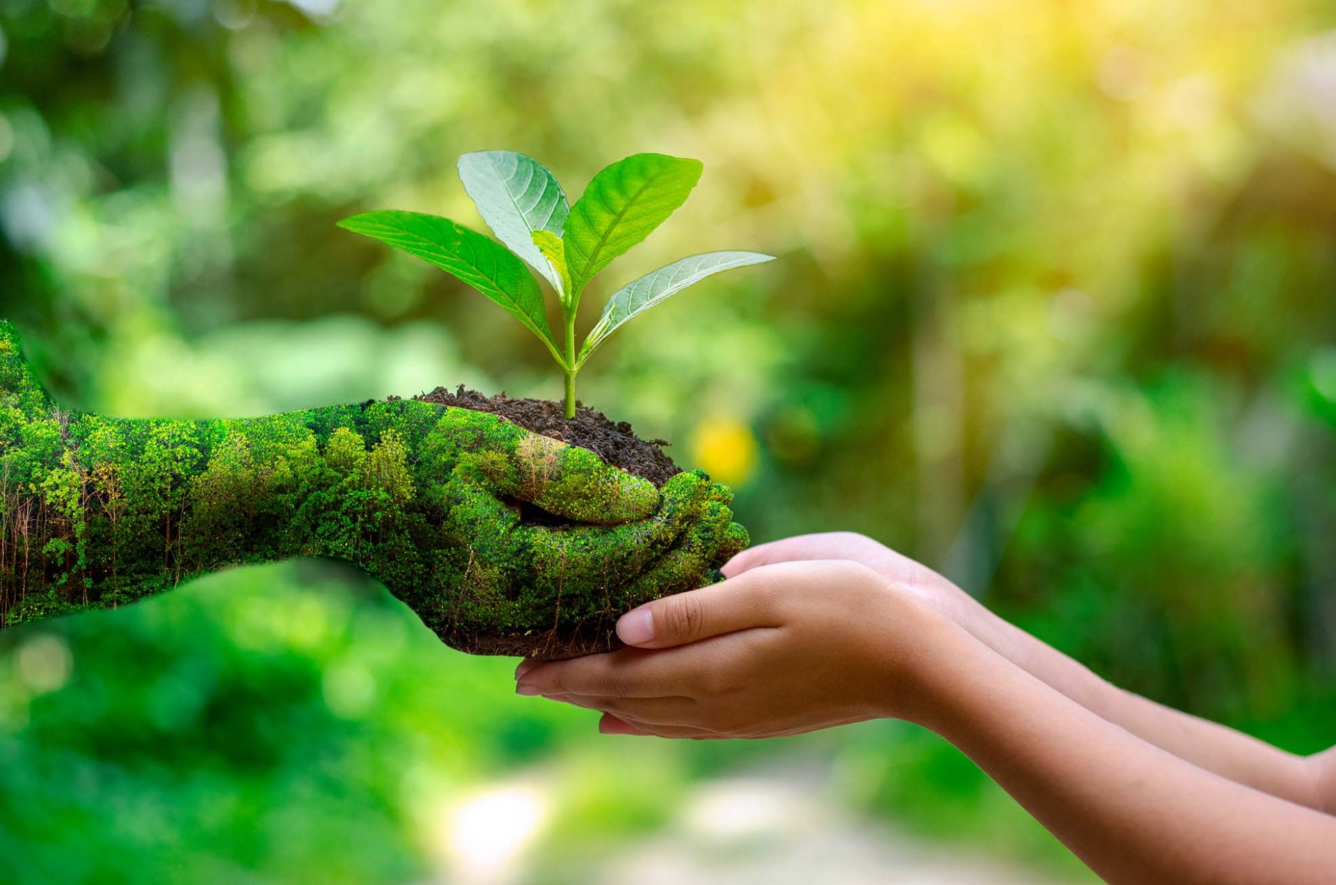 Cómo proteger el medio ambiente